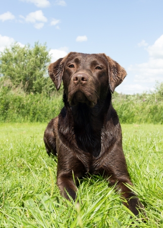A Brown labrador is lying down a grass fieldの写真素材