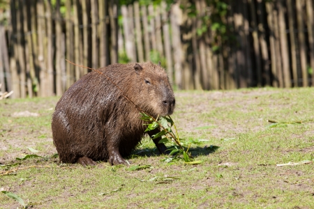 Capybaras foraging の写真素材