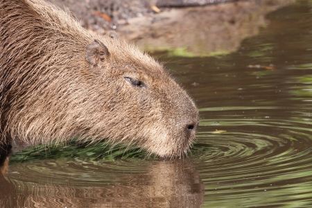 Capybara drinking at a pondの写真素材