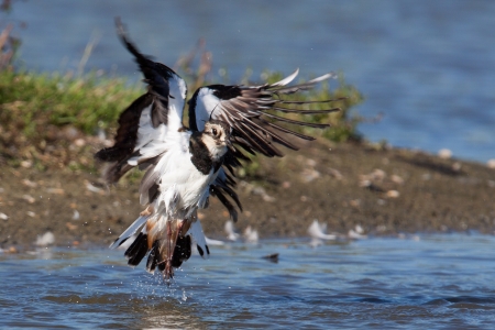 A lapwing is taking off out of the water resulting in water drops flying around