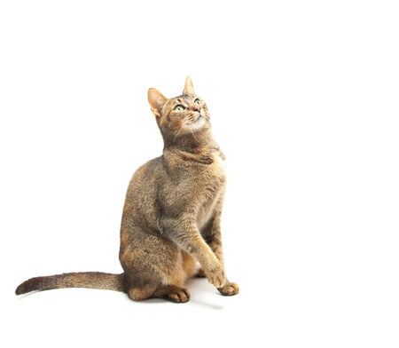 Playful Purebred Abyssinian cat on a white backgroundの写真素材