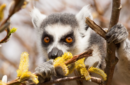 Ring-tailed lemurs (Lemur catta) eating in a tree