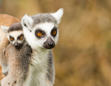 Young Ring-tailed lemur on the back of it's motherの写真素材