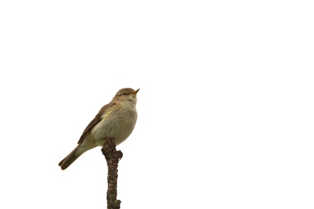 Chiffchaff on a branch isolated on white backgroundの写真素材