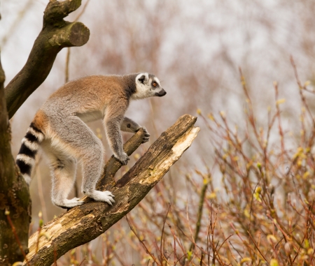 A Ring-tailed lemurs (Lemur catta) is standing in a tree