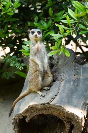 Meerkat is standing upright on a log  (Suricata suricatta)の写真素材