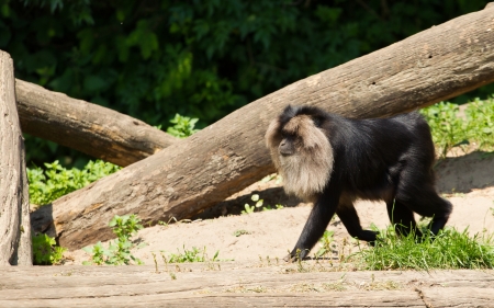 lion-tailed macaque. Its also known as wanderoo, bartaffe, beard ape and macaca silenus.の写真素材