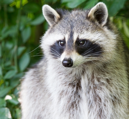 A portrait of an adult raccoonの写真素材