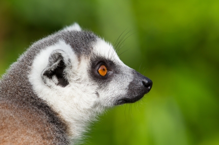 Ring-tailed lemurs (Lemur catta) close-up portrait