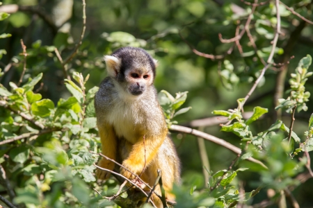 common squirrel monkey sitting in a tree common squirrel monkey sitting in a tree