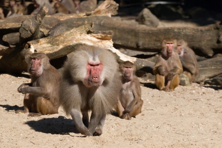 An aggressive male baboon is defending its group