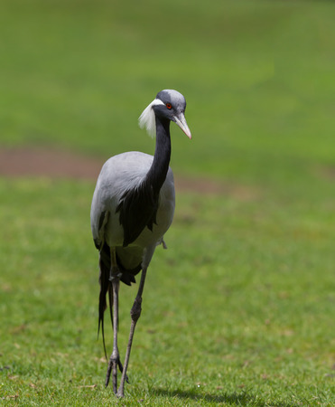 Demoiselle Crane (Anthropoides virgo) walking in a fieldの写真素材