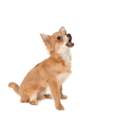 Long Haired Chihuahua Puppy Dog Barking In Front Of A White