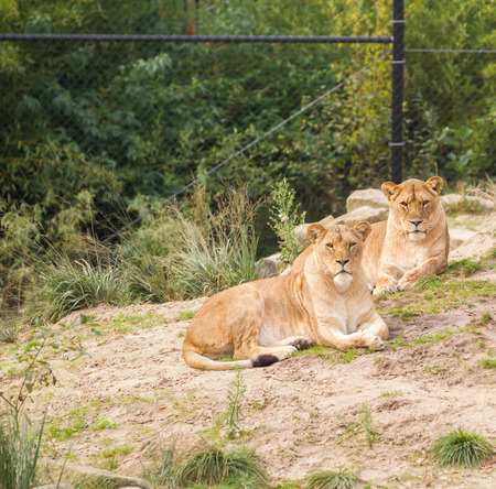 Two female lions living in captivityの写真素材