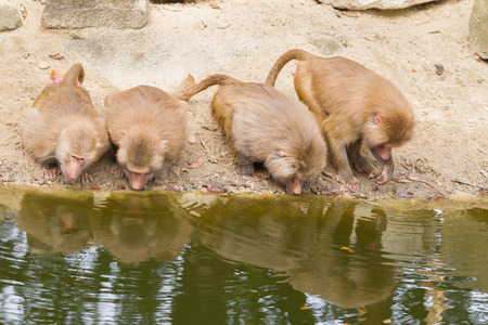 Four female hamadryas baboons drinking at a pond