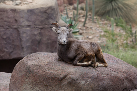 female bighorn sheep lying on a rockの写真素材