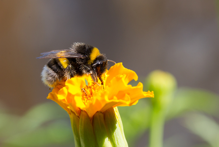 Bumblebee on a flowerの写真素材