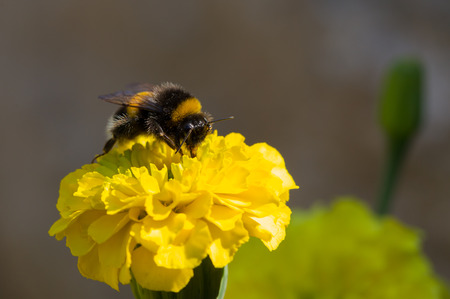 Bumblebee on a flower