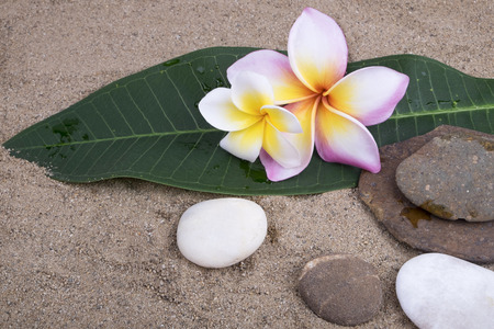 Zen spa concept - stones with plumeria flowers and green leaf  on sandの写真素材