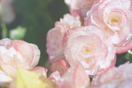 soft sweet vintage pink flower and water drop backgroundの写真素材