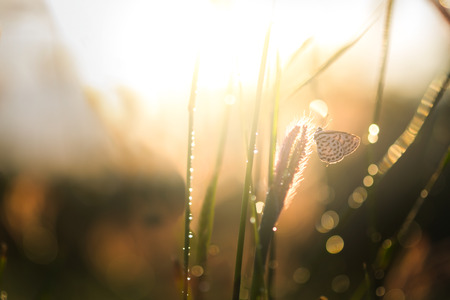 Vintage park outdoor and nature background. Butterfly and glass flower sunshine light in the morning. Bokeh of water.の写真素材