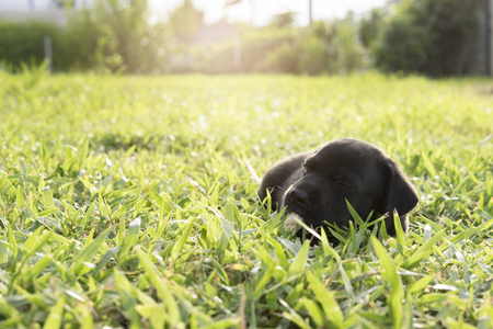 Dog looking up wanting someone to play with him or waiting for food.の写真素材
