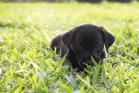 Dog looking up wanting someone to play with him or waiting for food.の写真素材
