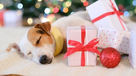 Adorable dog with gifts celebrating Christmas at home.の写真素材