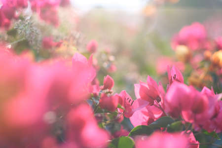 Flowers composition. Pink flowers on background.の写真素材