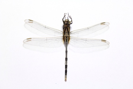 Dragonfly isolated on white background bottom view