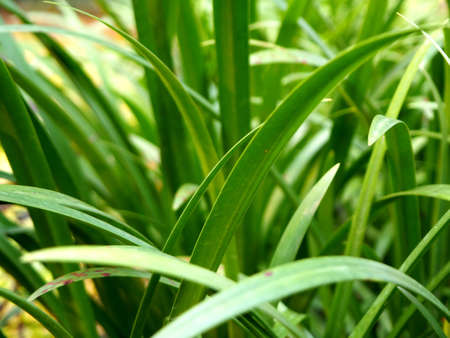 Picture of plants at the garden, can be used for wallpaper or background.の写真素材