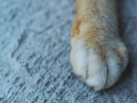 Close up shoot of orange white cat claw on the yardの写真素材
