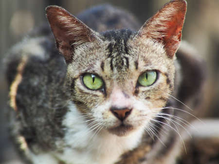 Close up shoot of black gray white cat face on the yard. Can be used fo background, illustration, etc.の写真素材