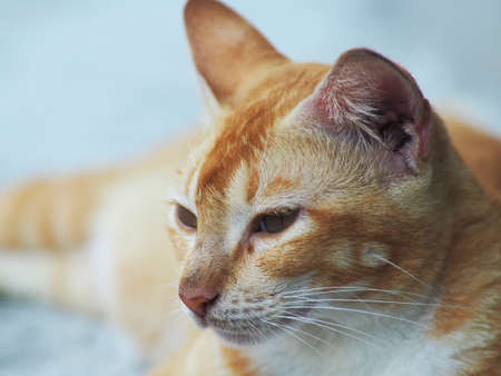 Close up shoot of orange white cat face on the yard. Can be used fo background, illustration, etc.の写真素材