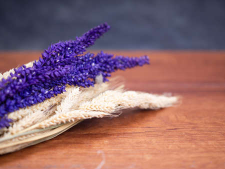 Dried Foxtail millet, scientific name Setaria italica (synonym Panicum italicum L.), the second-most widely planted species of millet, and the most grown millet species in Asiaの写真素材