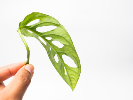 close up shoot of monstera leafs on an isolated white background