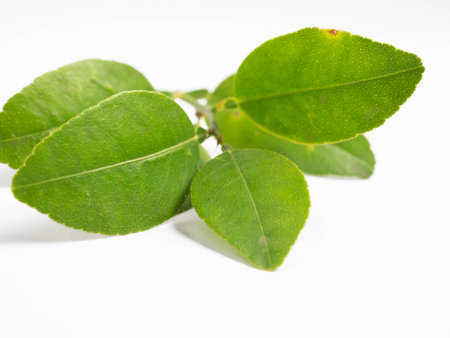 Picture of green citrus with leafs on a white isolated backgroundの写真素材