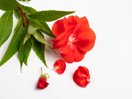 Impatiens balsamina, commonly known as balsam, garden balsam, rose balsam, touch-me-not or spotted snapweed, is a species of plant native to India and Myanmarの写真素材