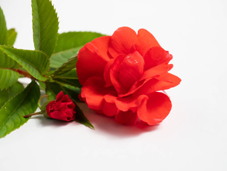 Impatiens balsamina, commonly known as balsam, garden balsam, rose balsam, touch-me-not or spotted snapweed, is a species of plant native to India and Myanmarの写真素材