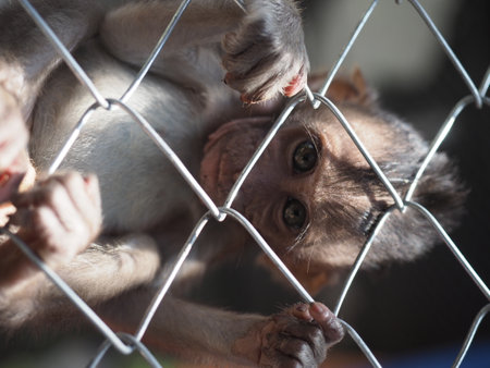 Monkey in the cage, closeup of photo with selective focus
