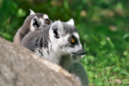 Lemur catta (The ring-tailed lemur) family on a warm summer dayの写真素材