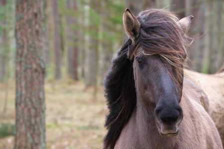 Close-up portrait of Beautiful young wild horse with its mane blowing in the wind. Spring forest as background.の写真素材