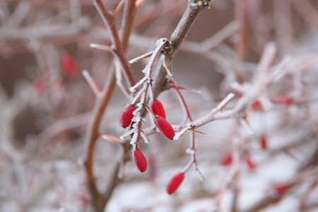 Horizontal close-up image with shallow depth of field of a frozen Berberis vulgaris (Barberry, Gemeine Berberitze) berries covered with ice crystals hanging on a branchの写真素材