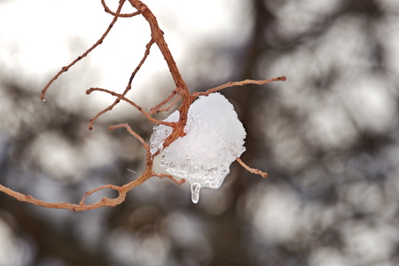 Tree branch holding frozen snowの写真素材