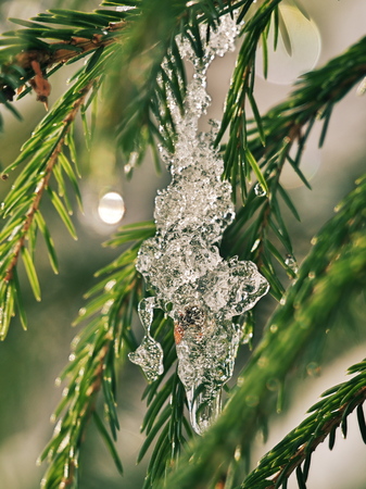 Vertical spring-time mood close-up image of a bright-lit spruce-twigs covered with water-drops. Image with shallow depth of field and blurred background.の写真素材