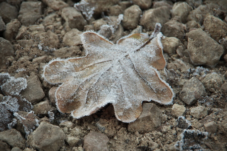 Horizontal image with shallow depth of field of a frozen oak leaf in brown color laying on a stones covered with ice crystals on a chilly autumn dayの写真素材