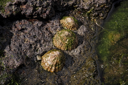 Horizontal close-up image in dark tones of three cockleshells on the rock. Glorious sceneries of the...