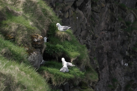 Horizontal image of Faroese landscape with Fulmarus glacialis (northern fulmar) nesting on the grass spots on the cliffs nearby idyllic village Gjogv, most northern village on the island of Eysturoy. Glorious sceneries of the Faroes. Postcard motif.の写真素材