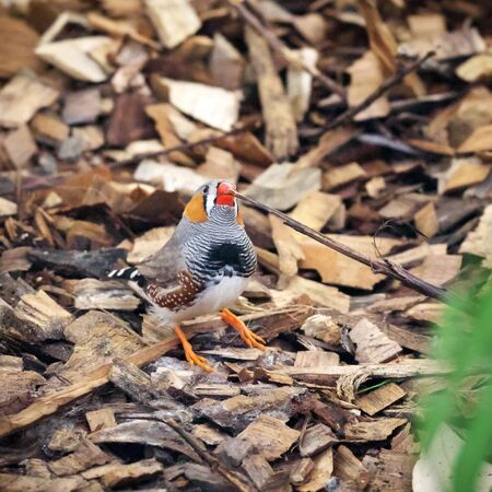 Closeup of zebra finch  with bird band stands on a wood chips in the greenhouse in Latvia
