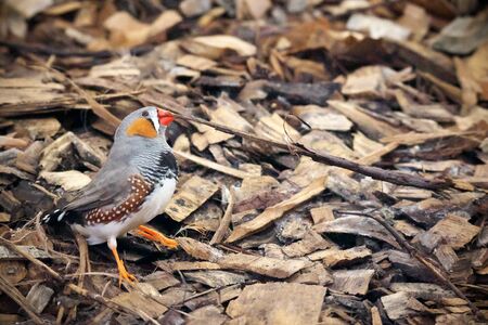 Closeup of zebra finch  with bird band stands on a wood chips in the greenhouse in Latviaの写真素材